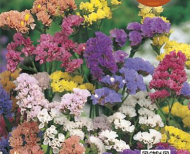 Лимониум микс`SG