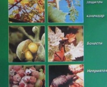 Защита на лозата