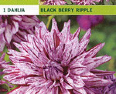 далия Black Berry Ripple