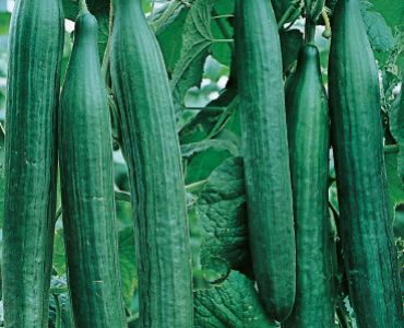 краставици Телеграф`SG