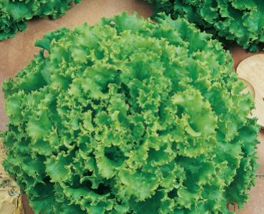 салата Лоло Бионда`SG