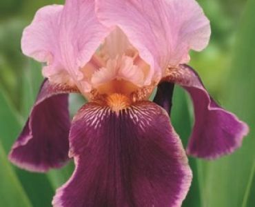 Ирис Germanica rosa/pupur