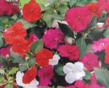 Импасианс - циганче