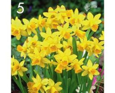 Нарцис Tete a Tete