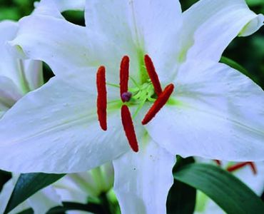 Лилиум Oriental Casablanca 16/18