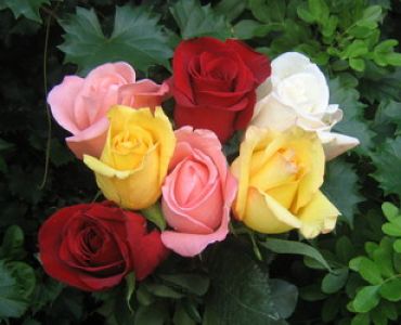 ОБЛАГОРОДЕНИ ХРАСТОВИДНИ РОЗИ МИКС 5бр