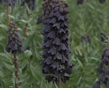 Фритилария черна (Persica)