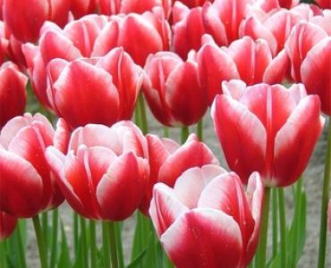 лале Various Leen v .d. Mark