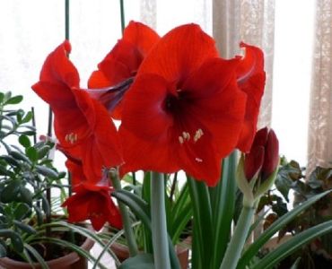 Амарилис (Amaryllis Hippeastrum) Red