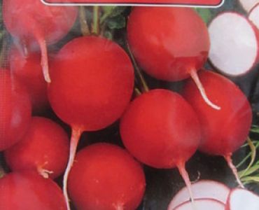 репички Сакса