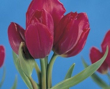 лале Multiflora Roulette