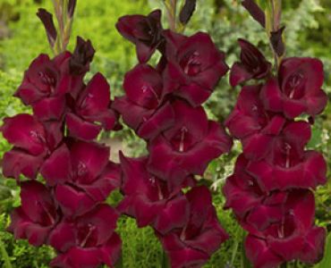 гладиол Espresso