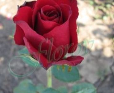 Облагородена храстовидна роза Флоров: Каталожен номер 11