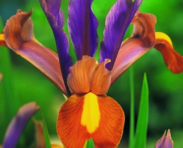 Ирис hollandica bronze/yellow