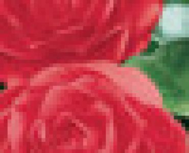 Камелия червена (Camellia japonica)