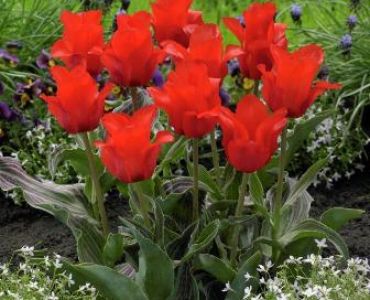 Лале botanical red riding hood