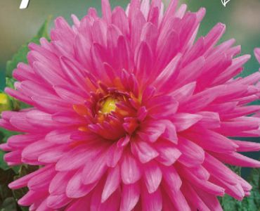 Далия Cactus Herbert Smith