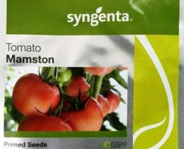 домати Мамстон F1