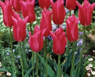 лале Lilyflowering Pieter de Leur