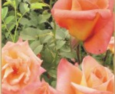 Храстовидна роза 012