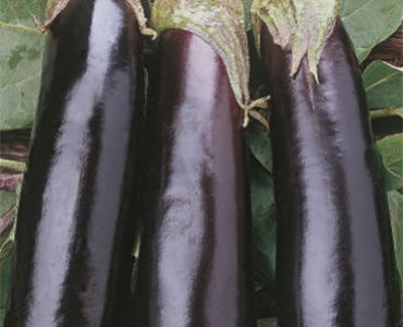 патладжан Дълъг виолетов Sg