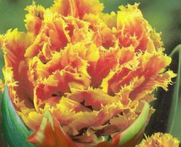 Лалета Gold Dust (пакет - 7 луковици)