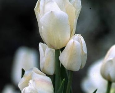 лале Multiflora Weisse Berliner