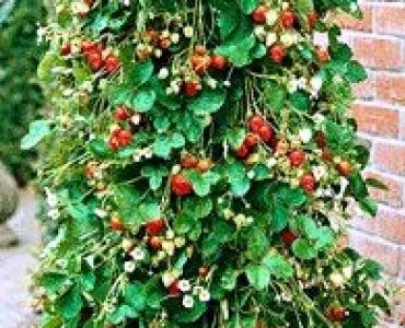 ягоди Raosta (увивни, целогодишни)