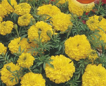 Тагетес Nana Palla D'oro`SG