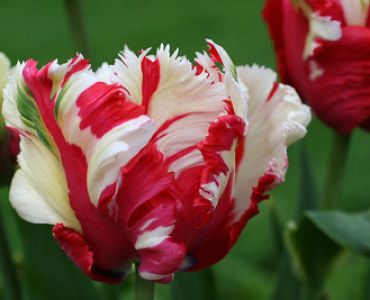 лале Parrot Estella Rijnveld