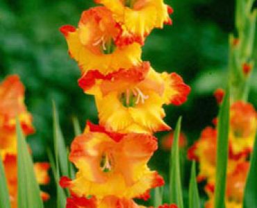 гладиол Prinses Marg. Rose