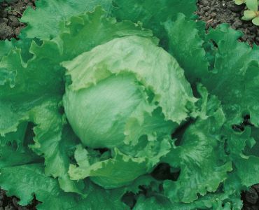 салата Cavolo di Napoli`SG