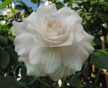 Облагородена храстовидна роза Флоров: Каталожен номер 13