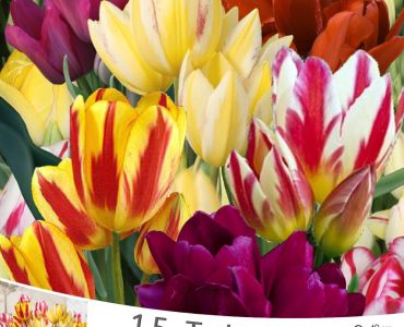 Лалета Gemengd  - Mixed