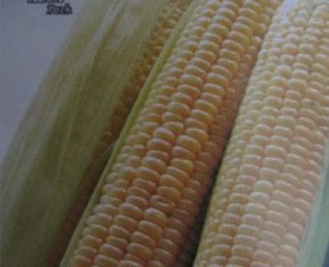 захарна царевица Долче