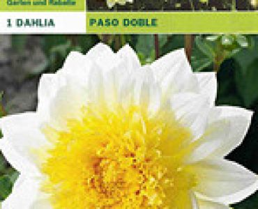 далия ниска Paso Doble