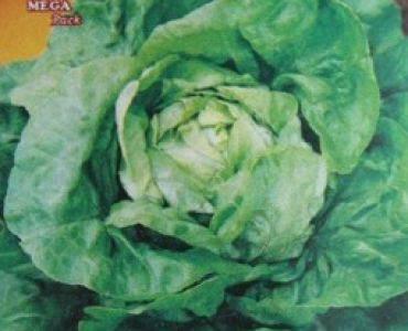 салата Meraviglia d'Inverno