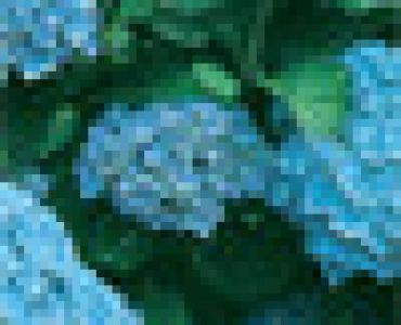 Хортензия синя 