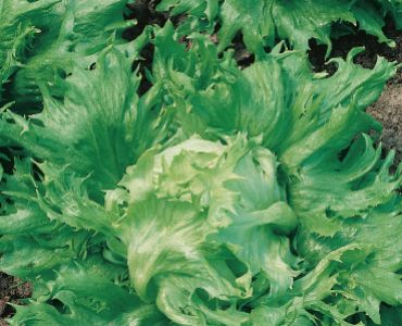 салата Regina Dei Ghiacci`SG