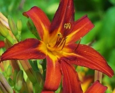 хамерокалис Sammy Russel