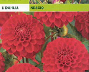 далия pompon Nescio