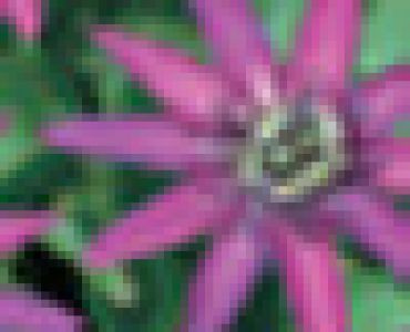 Пасифлора - Passiflora Pura Vida