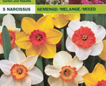 Нарцис микс луличка 5 бр (пакет)