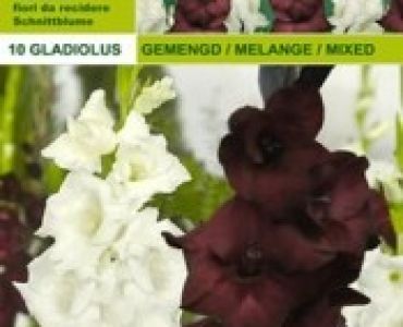 гладиоли микс - бяло и черно 10 бр.