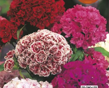 Топ Карамфил кичест (висок)