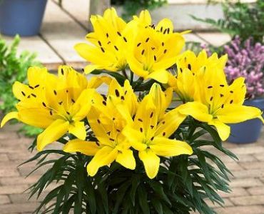 Лилиум Goldwing 14/16