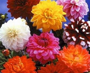 далия Микс (3 грудки)