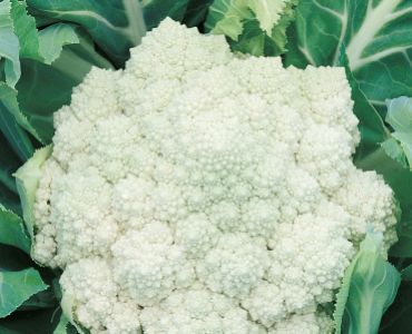 карфиол Джеси`SG