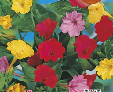 Мирабилис- ден и нощ