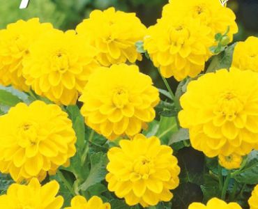 Далия Decorative München (ниска)